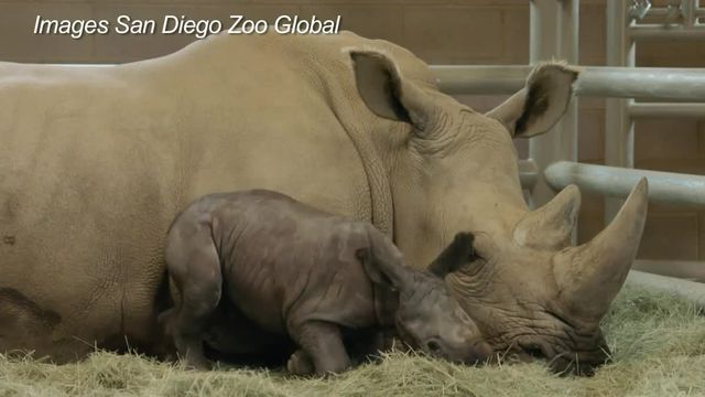 Un bébé rhinocéros blanc conçu par insémination artificielle est né au zoo californien de San Diego.