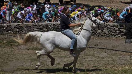 Photo d'illustration d'un cheval. (JEFF PACHOUD / AFP)