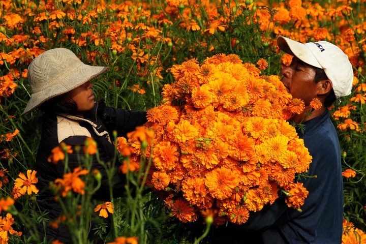 Des paysans cueillent les cempasuchil à Puebla, au Mexique. Ces fleurs tapisseront les allées pour guider les âmes défuntes lors du Jour des morts.
 (ULISES RUIZ / AFP)