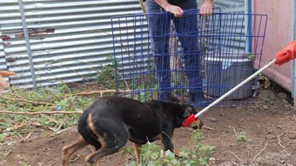 L'un des chiens recueillis lors de l'intervention de la gendarmerie dans un élevage clandestin à Majicavo-Dubai (Gendarmerie de Mayotte)