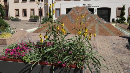 Labellisée ville "quatre fleurs", Colmar se désespère de voir ses investissements réduits à néant. Face au rejet de sa demande de dérogation, la mairie en appelle aux habitants. (HERVE KIELWASSER / MAXPPP)