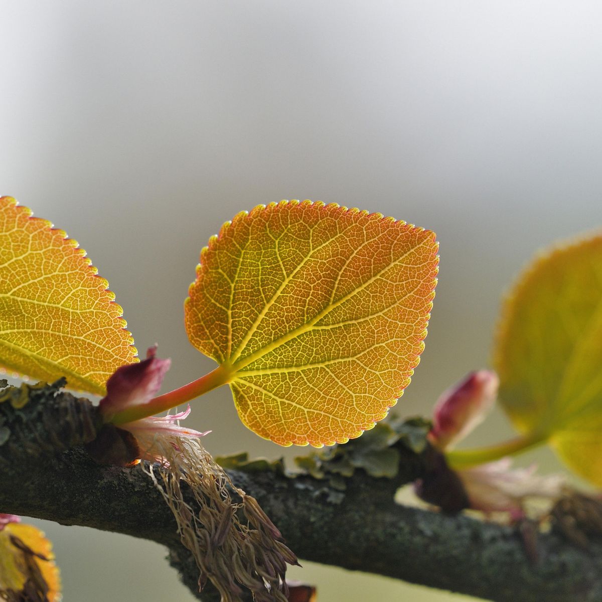 L'arbre aux feuilles d'or : veritables feuilles d'arbre dorées a l