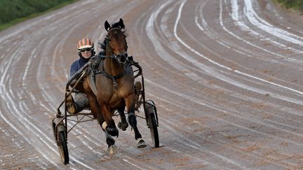 Le trotteur français Face Time Bourbon, le 17 janvier 2020 au Ménil-Bérard (Orne).&nbsp; (MAXPPP)