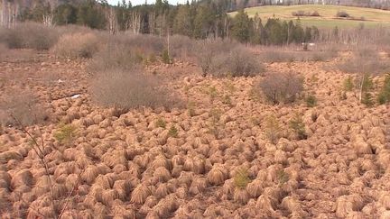 Environnement : le Jura reconstitue ses tourbières