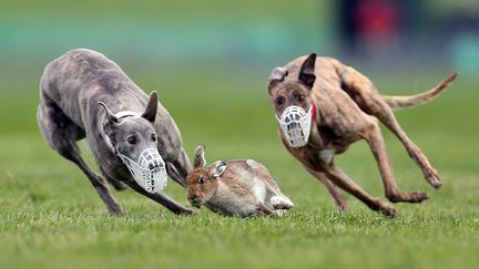 Course canine annuelle &agrave; Limerick (Irlande), le 22 f&eacute;vrier 2013. (IAN MACNICOL / GETTY IMAGES)