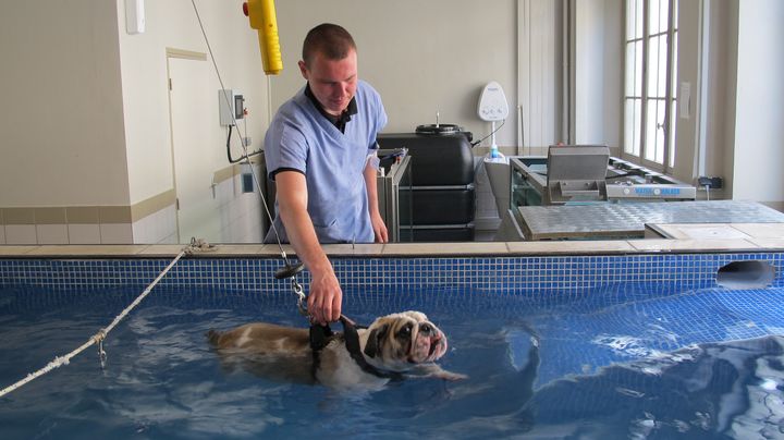 Le v&eacute;t&eacute;rinaire Artem Rogalev contr&ocirc;le les mouvements de Paulette, une chienne d'un an,&nbsp;lors d'une s&eacute;ance d'hydroth&eacute;rapie au centre Alforme, &agrave; l'&eacute;cole v&eacute;t&eacute;rinaire de Maisons-Alfort (Val-de-Marne), le 23 juin 2014. (LOUIS SAN / FRANCETV INFO)