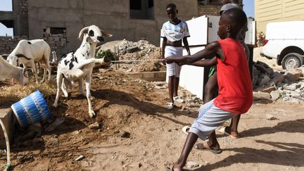 Un gamin tente de domestiquer une chèvre au premier jour de la célébration de la fête de l'Aïd à Oukam, banlieue de Dakar, le 11 août 2019. (SEYLLOU / AFP)