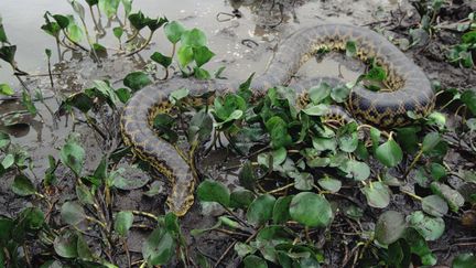 Un anaconda vert, de l'esp&egrave;ce de celui qui a aval&eacute; Paul Rosolie, photographi&eacute; au Br&eacute;sil. (CLAUS MEYER / MINDEN PICTURES / AFP)