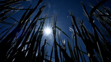 Des records de chaleur ont été battus à travers le monde durant ce mois de juin 2023. Photo d'illustration. (SERGEI GAPON / AFP)