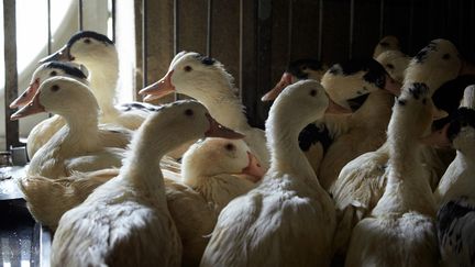 Un élevage de canards à&nbsp;Mugron (Nouvelle-Aquitaine) doit faire face à la grippe aviaire, le 13 janvier 2021. (ALAIN PITTON / NURPHOTO / AFP)