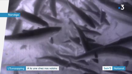 Les saumons d'élevage norvégiens tués par une algue (France 3)