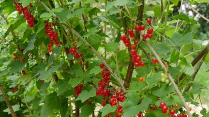 'Versaillaise rouge', une variété très rustique et bien productive. (ISABELLE MORAND / RADIO FRANCE / FRANCE INFO)