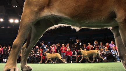 N&eacute; en 1877, cet &laquo;&eacute;v&eacute;nement sportif&raquo; est le plus vieux des Etats-Unis, juste apr&egrave;s le Derby de Kentucky, la plus grande course hippique am&eacute;ricaine. (SHANNON STAPLETON / REUTERS)