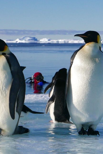 Un plongeur observe les manchots empereurs et les manchots Adélie sur la banquise de l'Antarctique, en 2015. (JEROME BOUVIER / EXPEDITION WILD TOUCH ANTARCTICA)