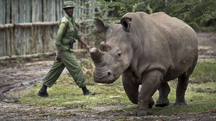 Chaque jour, des gardes se relaient pour surveiller les derniers repr&eacute;sentants de cette esp&egrave;ce de rhinoc&eacute;ros.&nbsp; (BEN CURTIS/AP/SIPA / AP)