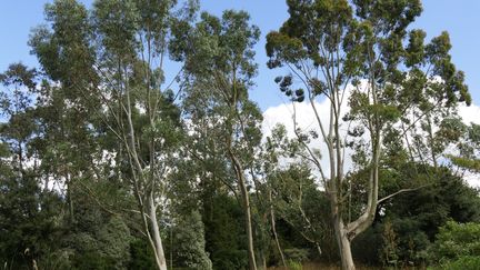 Plusieurs espèces d'eucalyptus sont présents dans l'arboretum Les Arbres du Monde au Huelgoat (29690). (ISABELLE MORAND / RADIO FRANCE / FRANCE INFO)