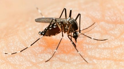 Un moustique tigre, responsable de la transmission du virus chikungunya. (UNIVERSAL HISTORY ARCHIVE / GETTY IMAGES)