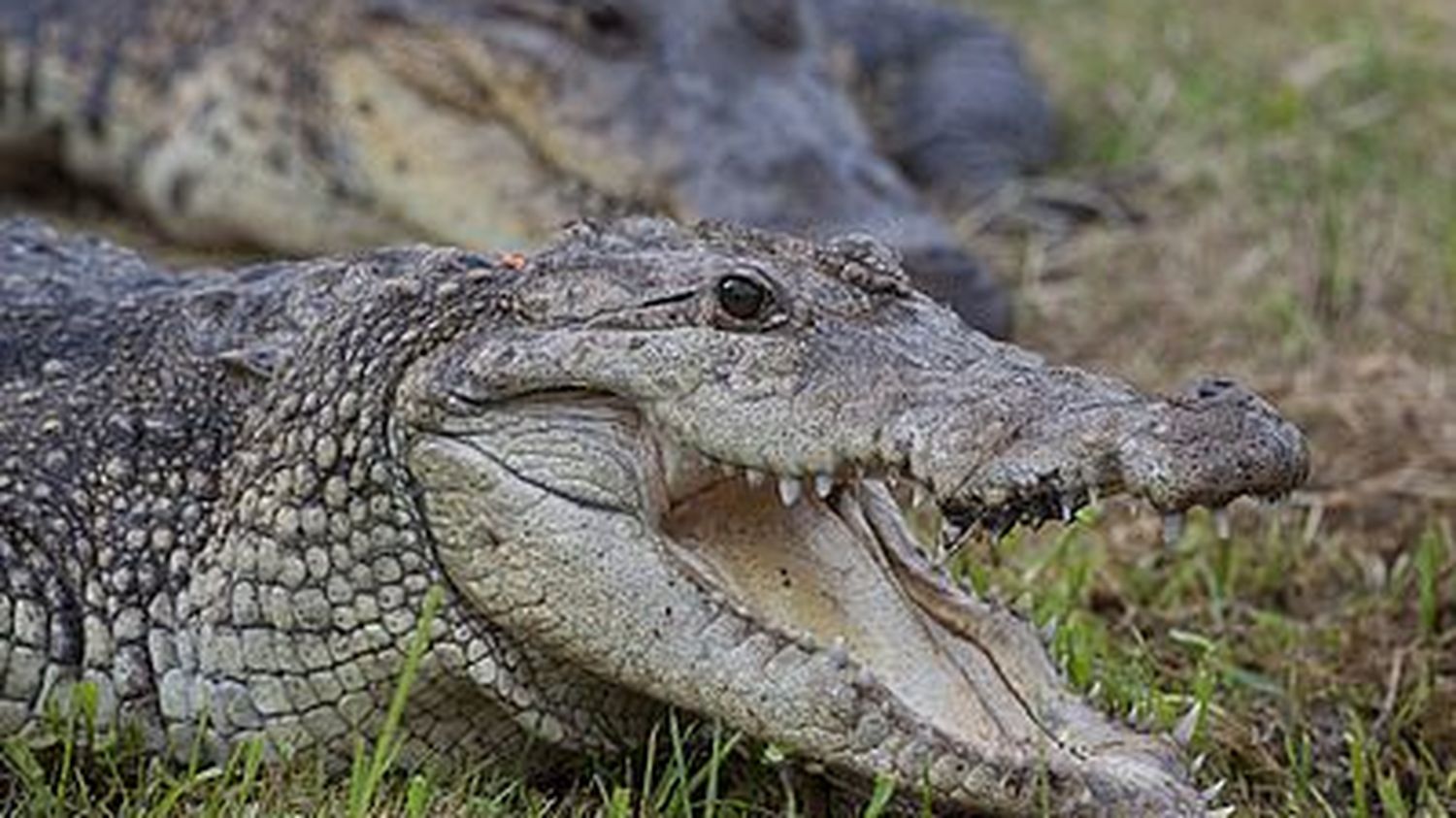 Crocodile à La Dèche - Jeu Pour Enfants