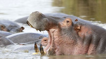  (photo d'illustration © AFP / Christophe Ravier / Biosphoto /)