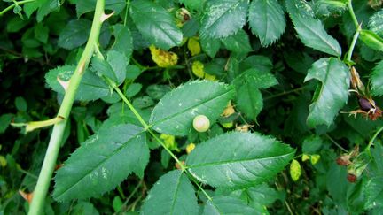 La Cynips du rosier s'installe généralement sur les églantiers sauvages, et à défaut, sur nos rosiers (Société d'horticulture de France)