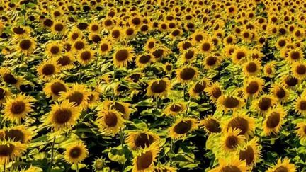 La France importe des denrées ukrainiennes.&nbsp;Elle utilise notamment de l'huile de tournesol pour les cantines et la restauration.&nbsp;Faut-il craindre des pénuries sur le sol français ? (FRANCE 2)