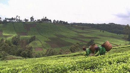 Agriculture : la production de thé menacée par le dérèglement climatique