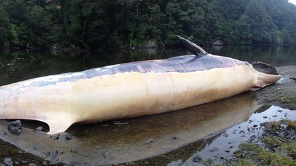 Une baleine de l'espèce "Sei", échouée sur les côtes de la&nbsp;Patagonie (Chili), le 21 avril 2015. (VRENI HAUSSERMANN / HUINAY SCIENTIFIC FIELD STATION / AFP)