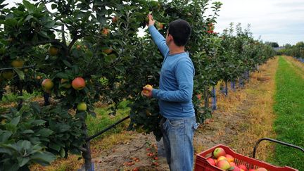  (Un producteur de pommes touché par l'embargo russe près de Chambord. © MAXPPP)