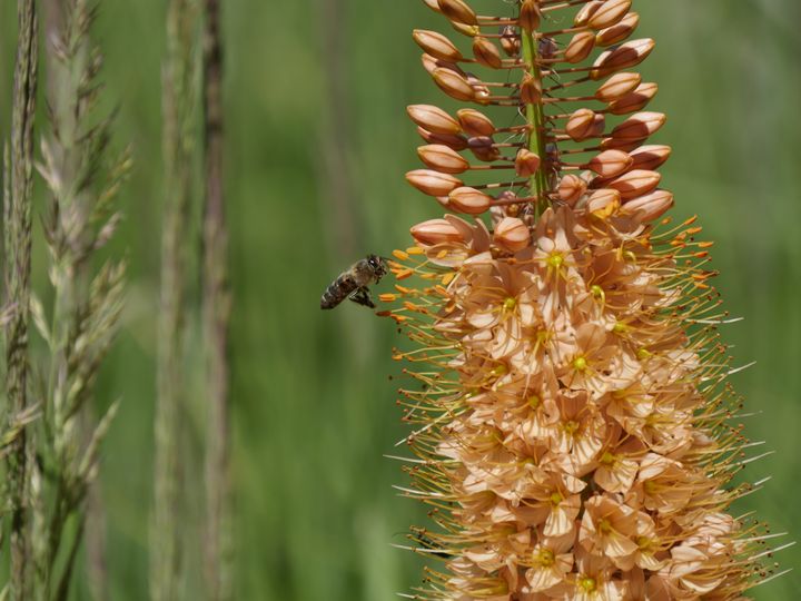 Abeille au travail sur un lis des steppes (Eremurus). (ISABELLE MORAND)