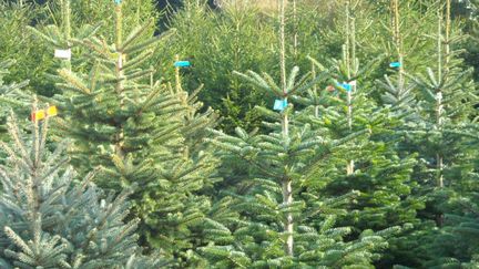 &nbsp; (sapins du Morvan © Morcellin)