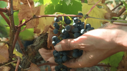 Vin : des vignerons se tournent vers des cépages plus résistants (France 3)