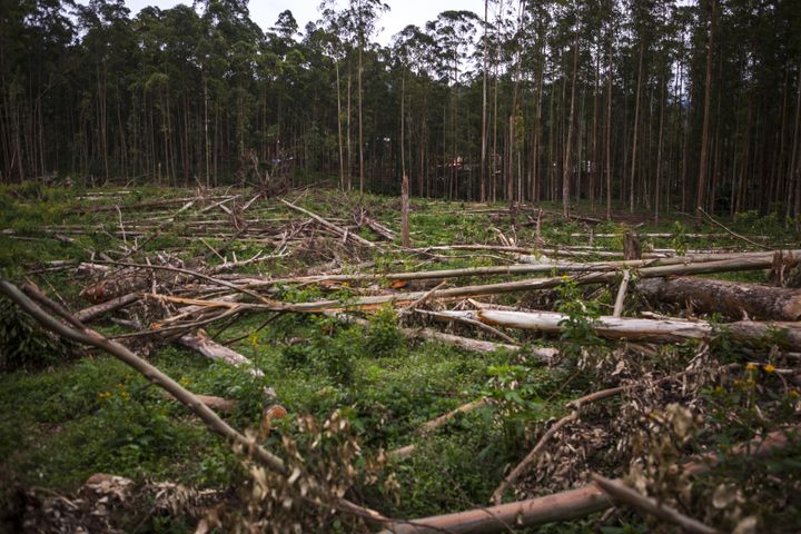 Parcelle forestière à Butembo, dans le nord-est de la RDC, le 12 novembre 2016. Dans cette région dépourvue d'électricité, les arbres sont coupés pour permettre de chauffer l'eau qui fournit ensuite de la vapeur à une usine de savon. (EDUARDO SOTERAS / AFP)