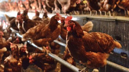 Un élevage de poules pondeuses dans la Loire. (Photo d'illustration) (FREDERIC CHAMBERT / MAXPPP)