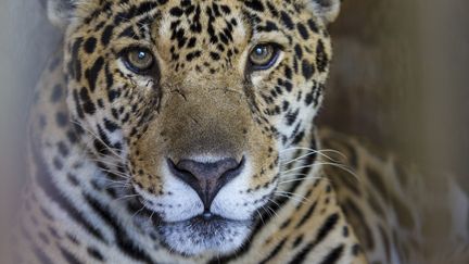 Un jaguar dans un centre pour animaux sauvages, en Argentine, le 28 novembre 2014. (DANIEL FOX / IMAGE SOURCE / AFP)