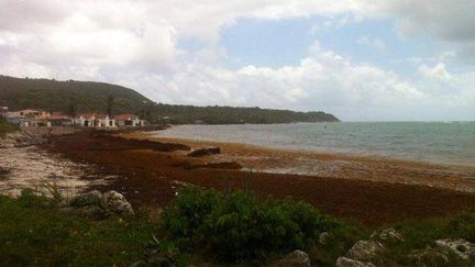 &nbsp; (Aux Antilles les bords de mer sont envahis de sargasses, une pollution qui nuit au tourisme dans la région.  © Cyril Graziani / RF)