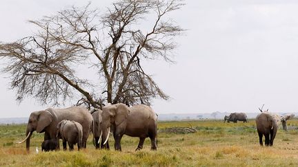 Situé sur la frontière entre la Tanzanie et le Kenya, le Ranch collectif Olgulului-Ololarashi (OOGR) est une vaste région (60 000 hectares) composée des territoires communautaires traditionnels des Massaïs. L’OOGR comprend presque la totalité du parc national d’Amboseli. Il représente à lui seul, 90 % des habitats et des corridors migratoires de la faune sauvage ce qui le rend vulnérable à de nombreuses menaces&nbsp;: braconnage, conflits entre l’humain et la faune, trafic d’animaux sauvages…&nbsp; &nbsp; &nbsp; (NJERI MWANGI / REUTERS)