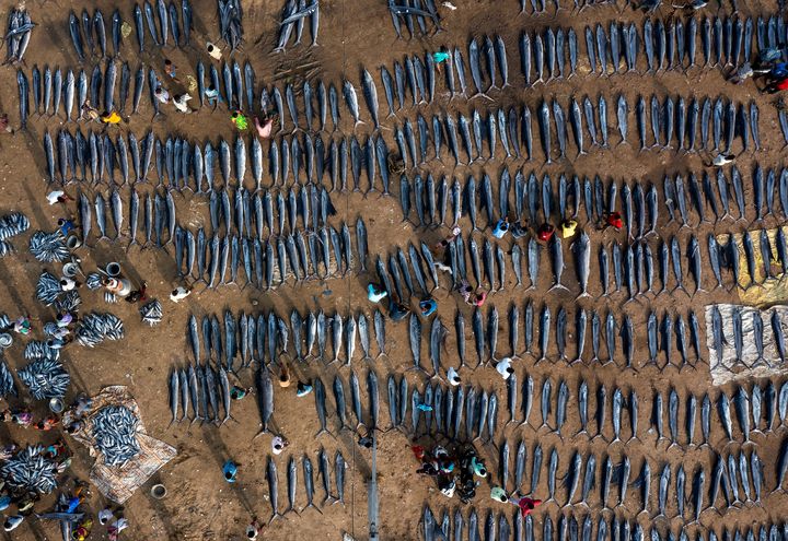 Pêche du jour.&nbsp; (© Srikanth Mannepuri, Wildlife Photographer of the Year 2022)