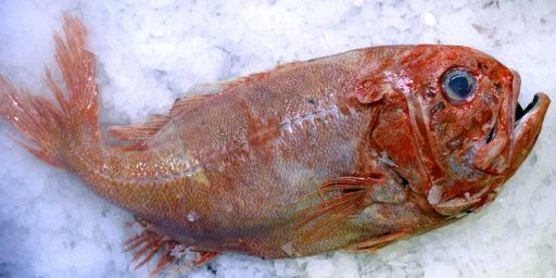 Le poisson empereur  vit dans tous les océans entre 900 et 1 800 m de profondeur. Il a une longévité potentielle d'au moins 149 ans et il n'atteint sa maturité sexuelle qu'entre 20 et 30 ans (FRED TANNEAU / AFP)