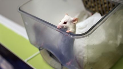 Une souris de laboratoire, le 23 janvier 2014, au centre de recherches Cermep &agrave; Bron pr&egrave;s de Lyon (Rh&ocirc;ne). (PHILIPPE MERLE / AFP)