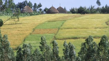 Terres agricoles dans la province éthiopienne de Shoa. L'Ethiopie fait partie des pays africains qui ont cédé de grandes superficies de terres agricoles aux investisseurs étrangers. (Photo AFP/Jean Pierre De Mann/Robert harding/Heritage)