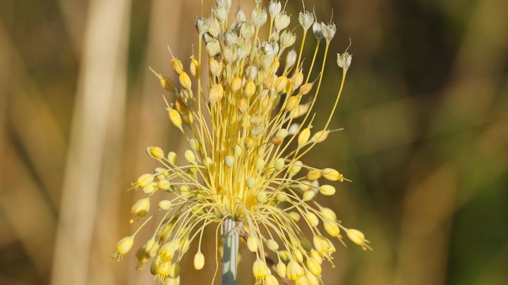 L'Allium flavum, l'ail jaune et sa floraison spectaculaire.&nbsp; (MARTIN SIEPMANN / IMAGEBROKER RF / GETTY IMAGES)