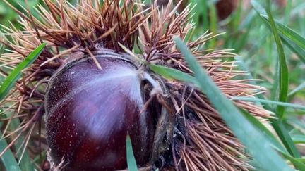 Italie : à la découverte des châtaignes de Toscane