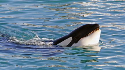 Une orque au parc Marineland d'Antibes, le 19 juin 2017. Image d'illustration. (ERIC BERACASSAT / HANS LUCAS)