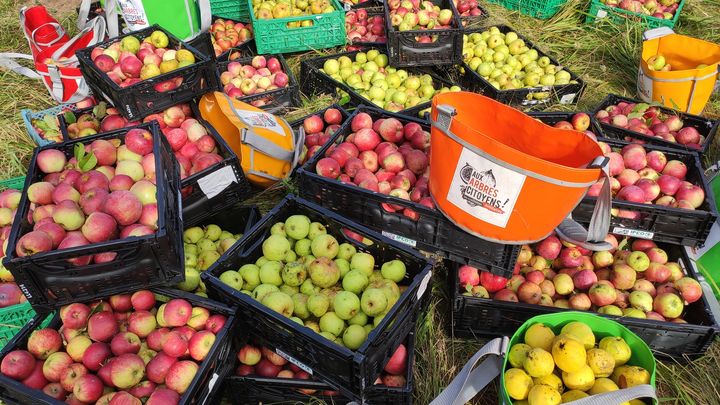 Les pommiers ont été délestés de leurs fruits en quelques heures.&nbsp; (ISABELLE MORAND / DR / RADIO FRANCE / FRANCE INFO)