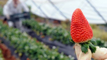 Quelque 17.000 saisonnières marocaines viennent cueillir les fraises en Espagne chaque année. Elles travaillent souvent dans des conditions très difficiles.  (ABDELHAK SENNA / AFP)