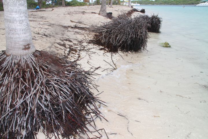 &nbsp; (Les racines des cocotiers découvertes par le ressac sur la plage sont le témoin le plus visible de l'érosion à Petite Terre. © RF/GL)