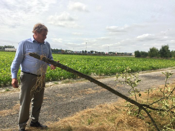 Xavier Foissey montre un des arbres qui ont été arrachés sur son exploitation, à Marck (Pas-de-Calais).&nbsp; (KOCILA MAKDECHE / FRANCEINFO)