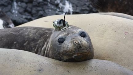 Un éléphant de mer équipé d'une balise (Photothèque du CNRS)