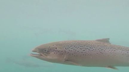 Manche : les saumons victimes du réchauffement climatique