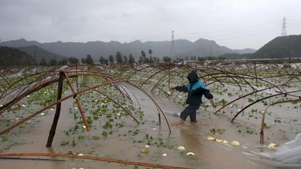 &nbsp; (Une serre dévastée dans la province de Zhejiang © REUTERS |William Hong)